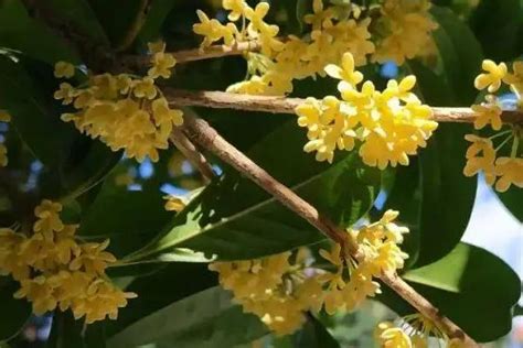 種桂花禁忌|桂花树的风水禁忌，家里为什么不能种桂花